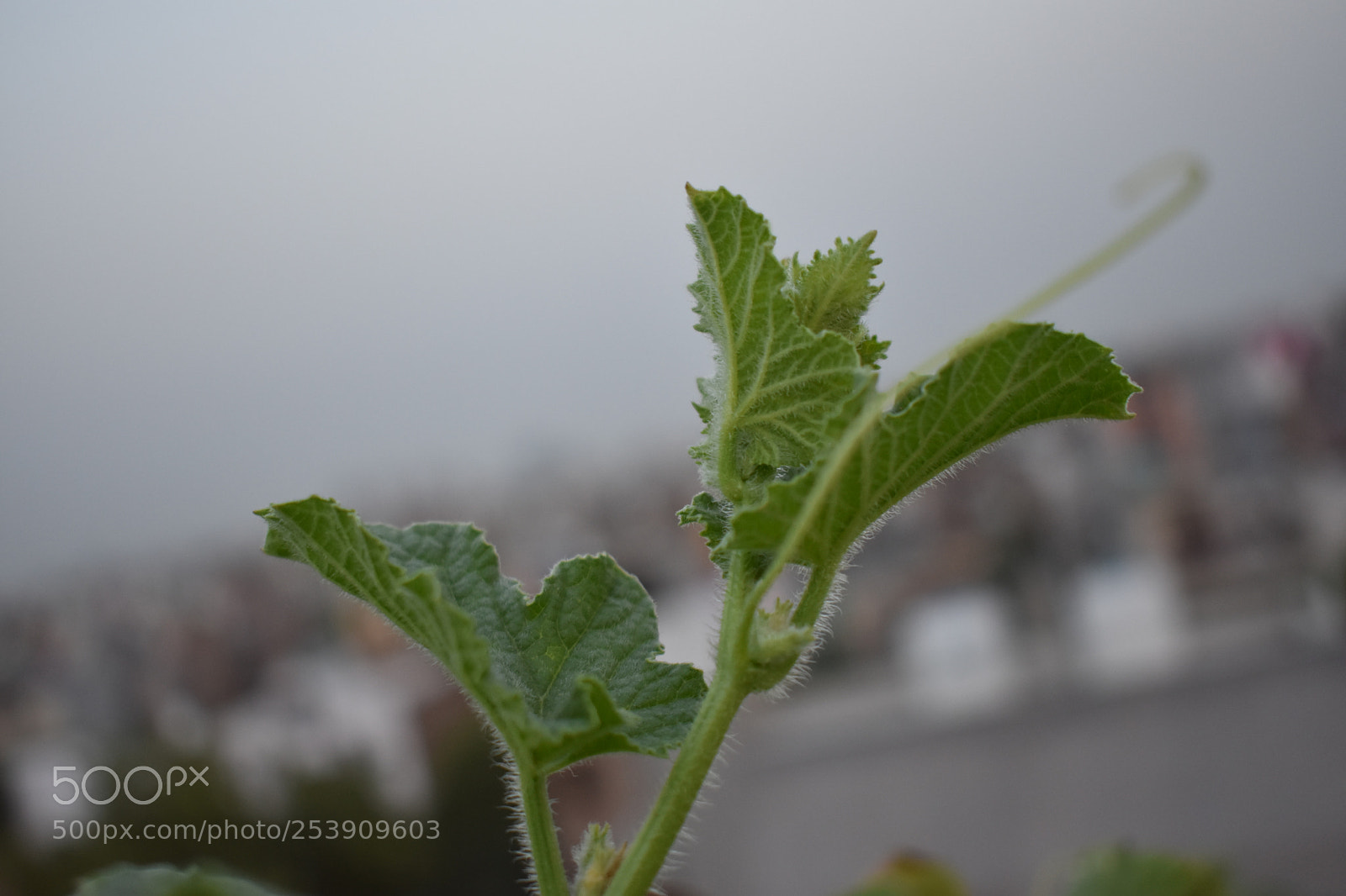 Nikon D3400 sample photo. A little life.. photography