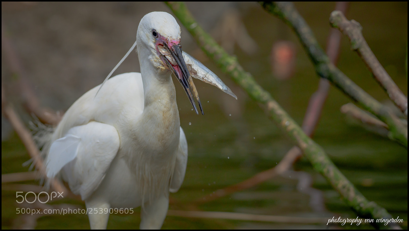 Olympus OM-D E-M1 Mark II sample photo. Heron photography