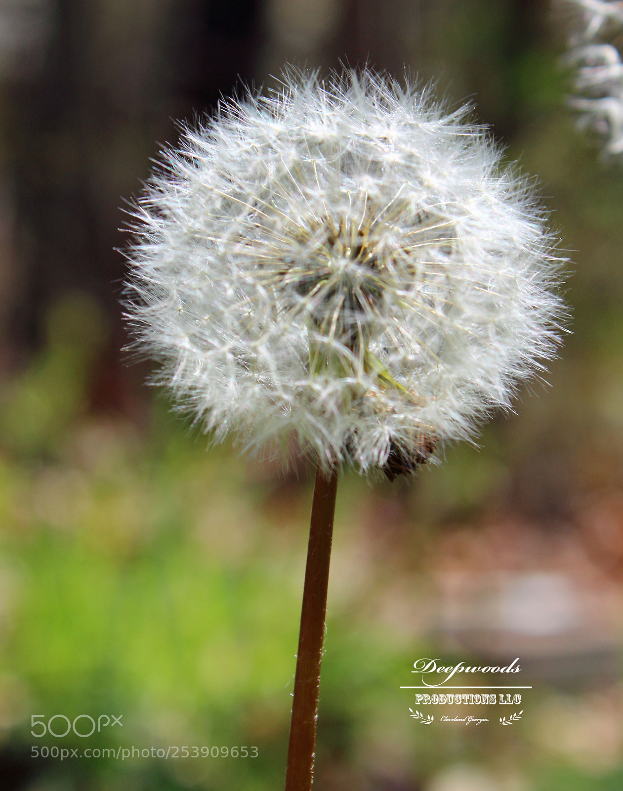Canon EOS 600D (Rebel EOS T3i / EOS Kiss X5) sample photo. Spring 2018 photography