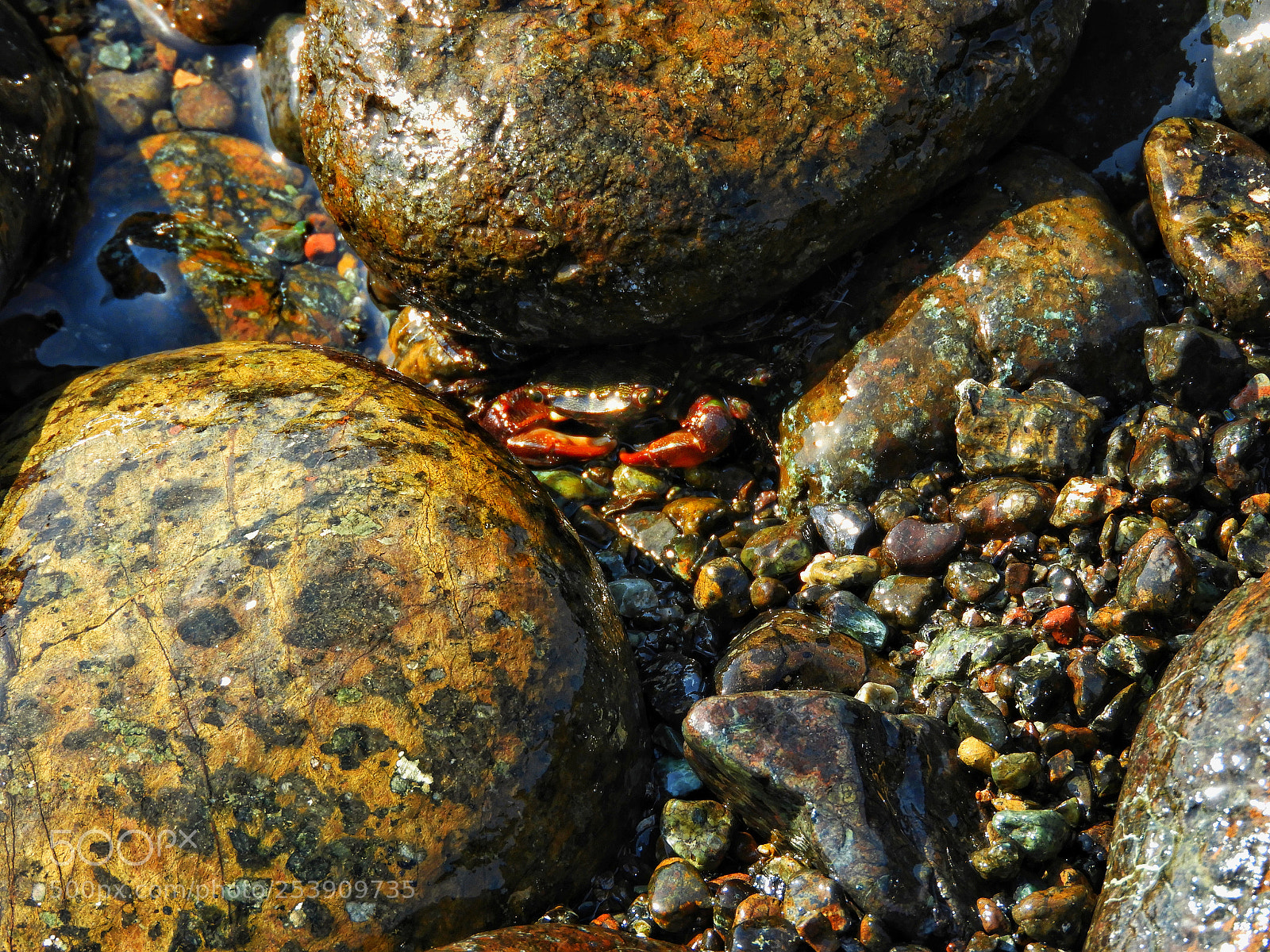 Nikon Coolpix B700 sample photo. Camouflaged crab photography