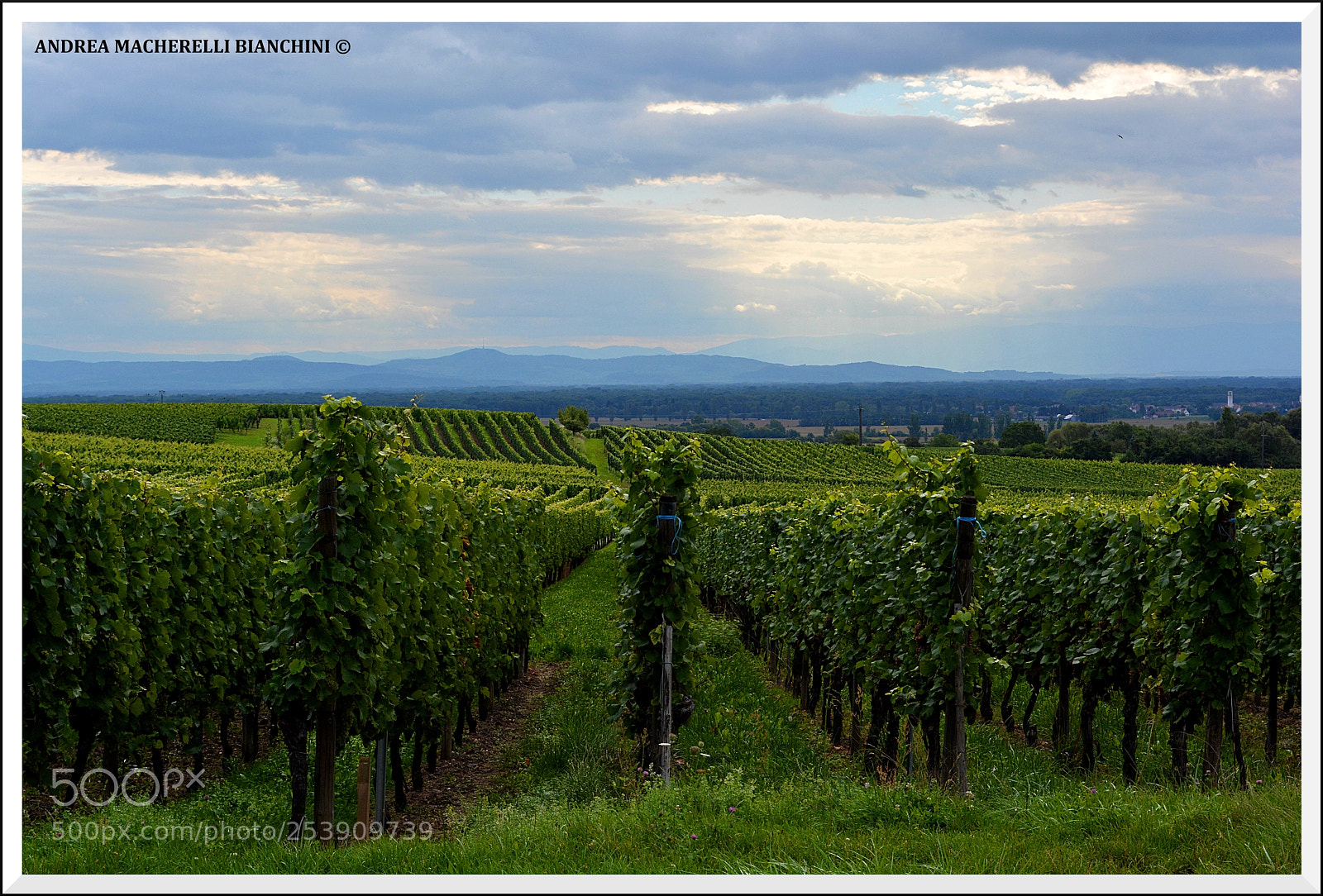 Nikon D5200 sample photo. Vineyards photography