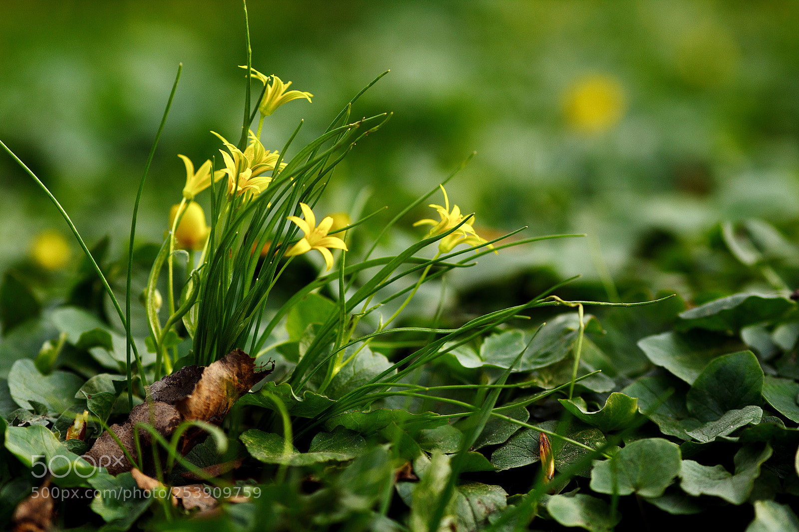 Canon EOS 60D sample photo. In the park photography