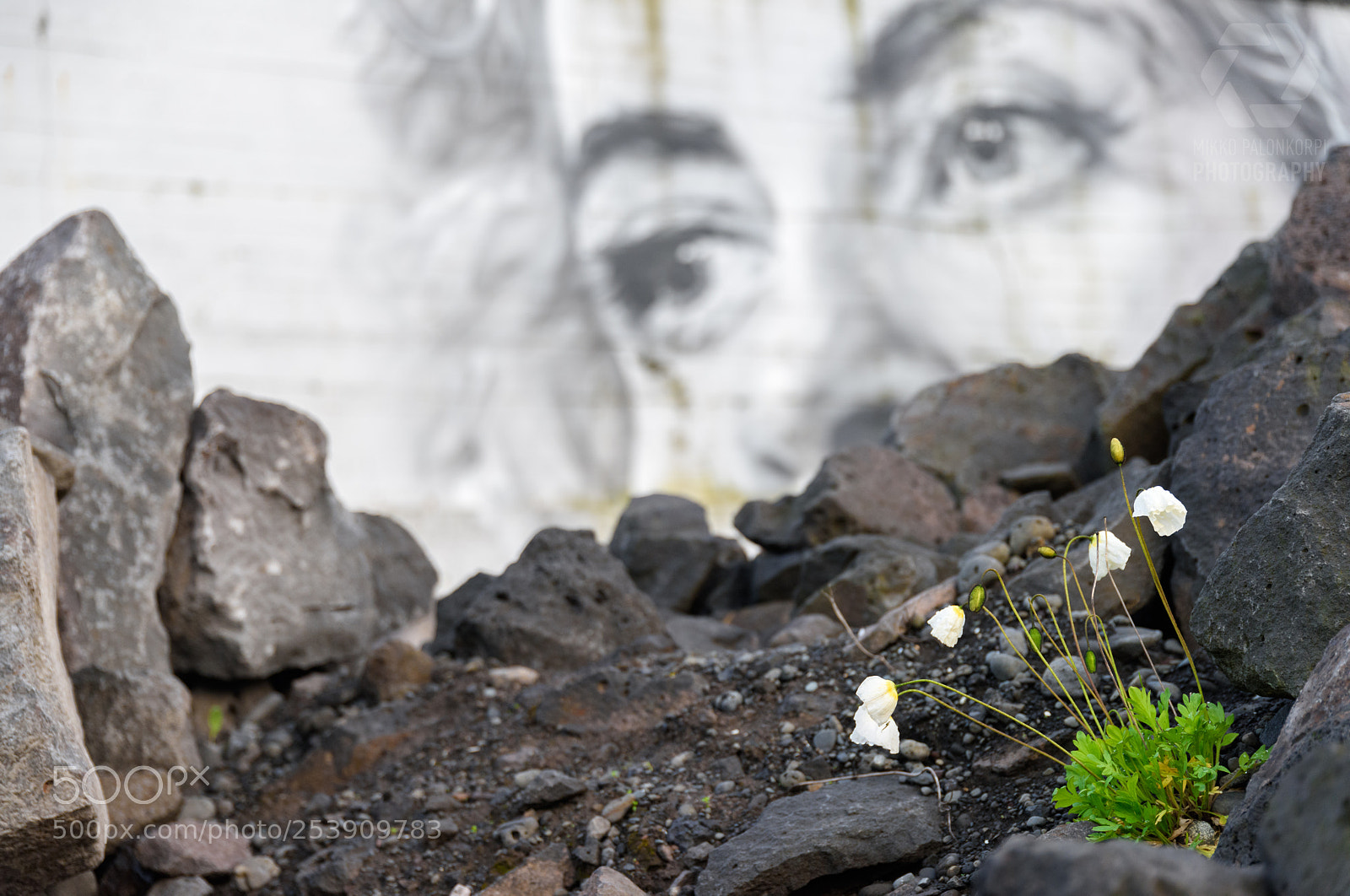 Nikon D810 sample photo. Small white poppy flowers photography