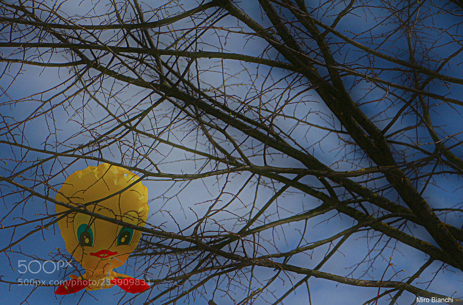 Canon EOS 700D (EOS Rebel T5i / EOS Kiss X7i) sample photo. Jailed tweety photography