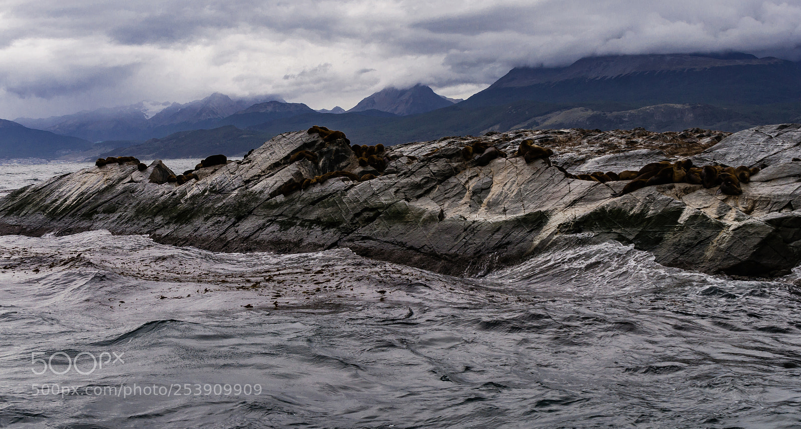 Nikon D5000 sample photo. Marine lions in beagle photography