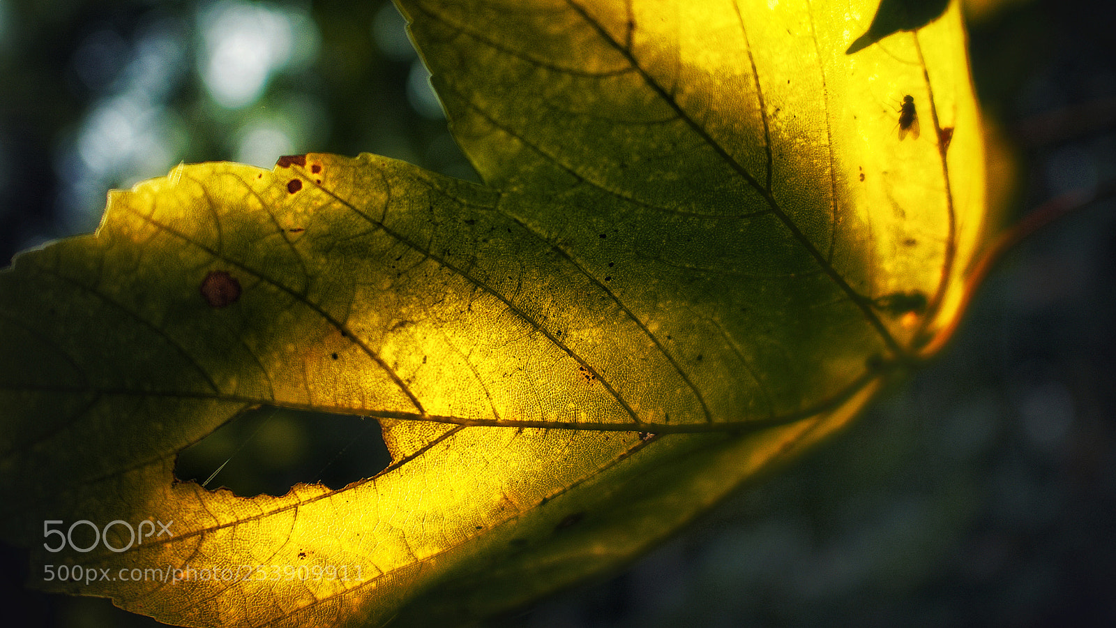 Panasonic Lumix DMC-GX7 sample photo. Aging beauty photography