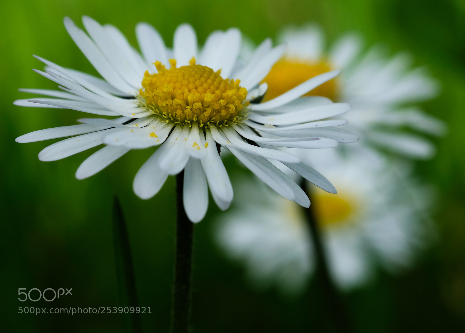Fujifilm X-T2 sample photo. Marguerite photography