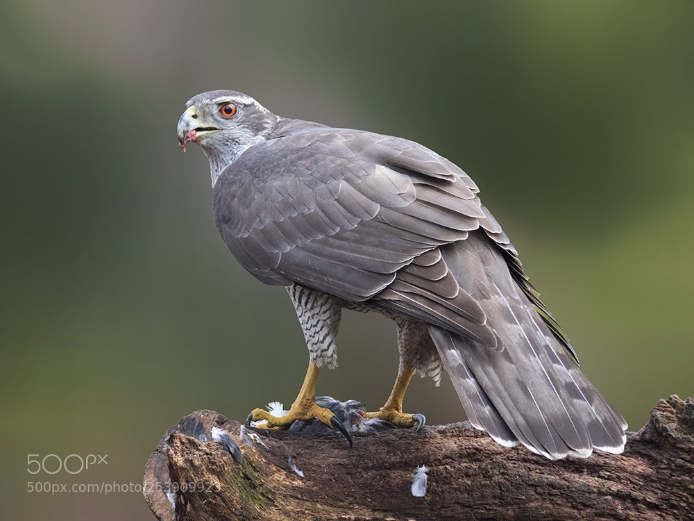 Canon EOS 7D Mark II sample photo. Havik / northern goshawk photography