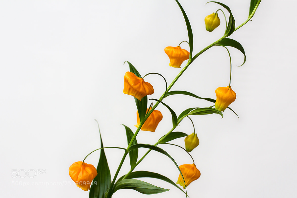 Canon EOS 60D sample photo. Sandersonia photography