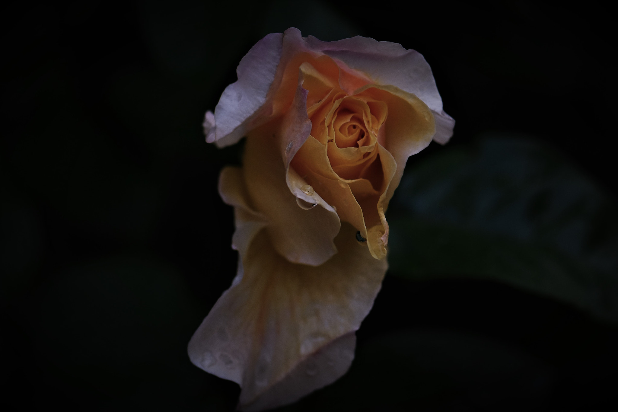 Nikon AF-S Micro-Nikkor 105mm F2.8G IF-ED VR sample photo. After rain . . . photography