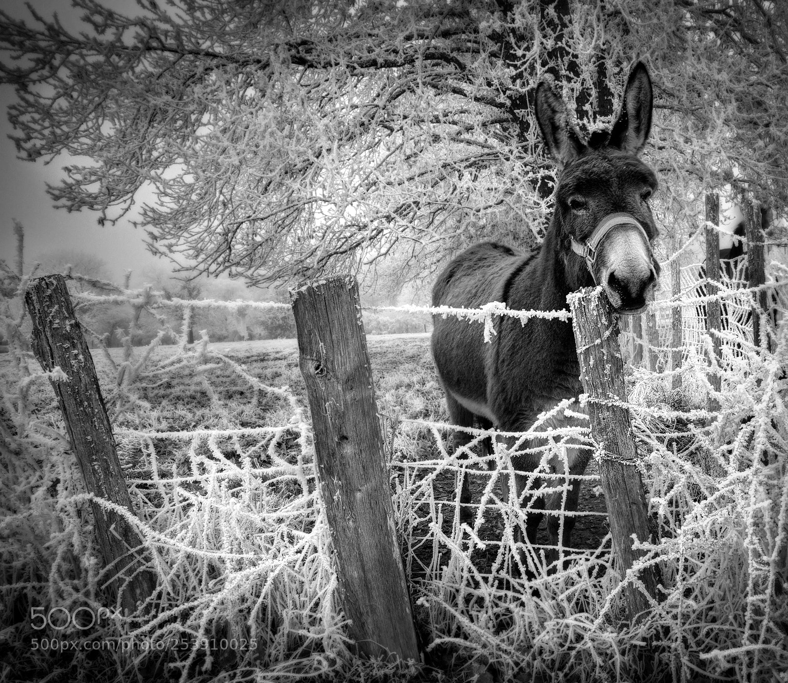 Canon EOS 7D sample photo. Close encounter photography