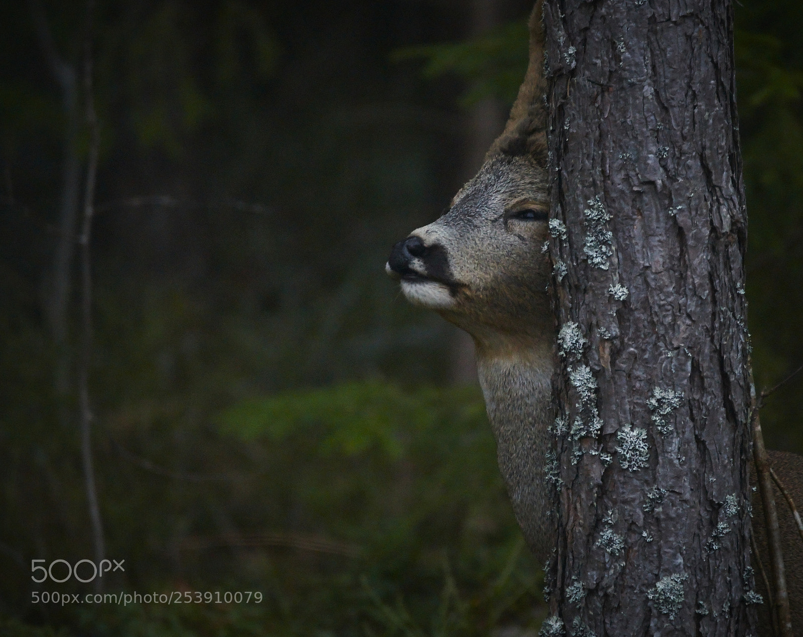 Canon EOS-1D Mark III sample photo. Itchy deer photography