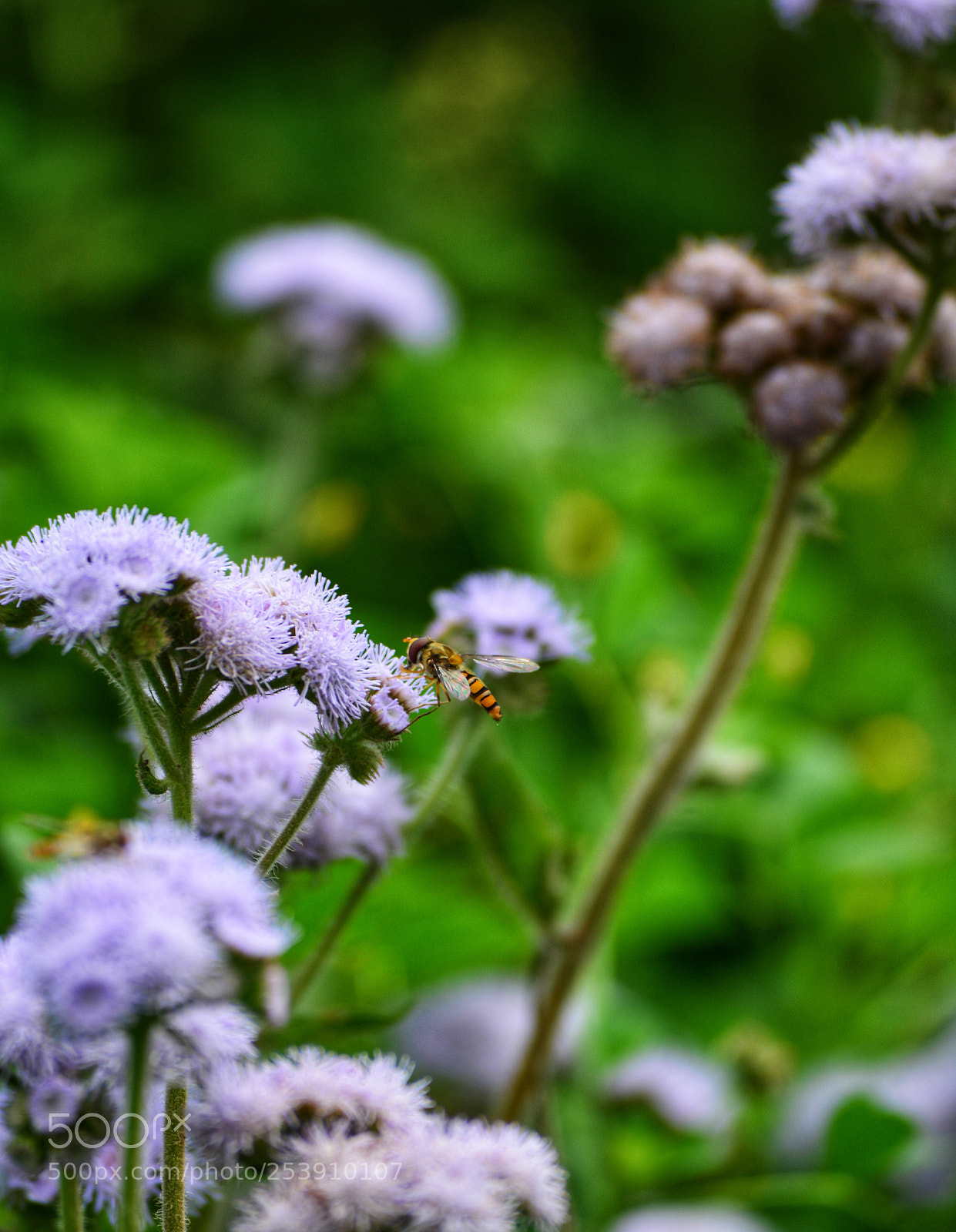 Nikon D5200 sample photo. Untitled photography