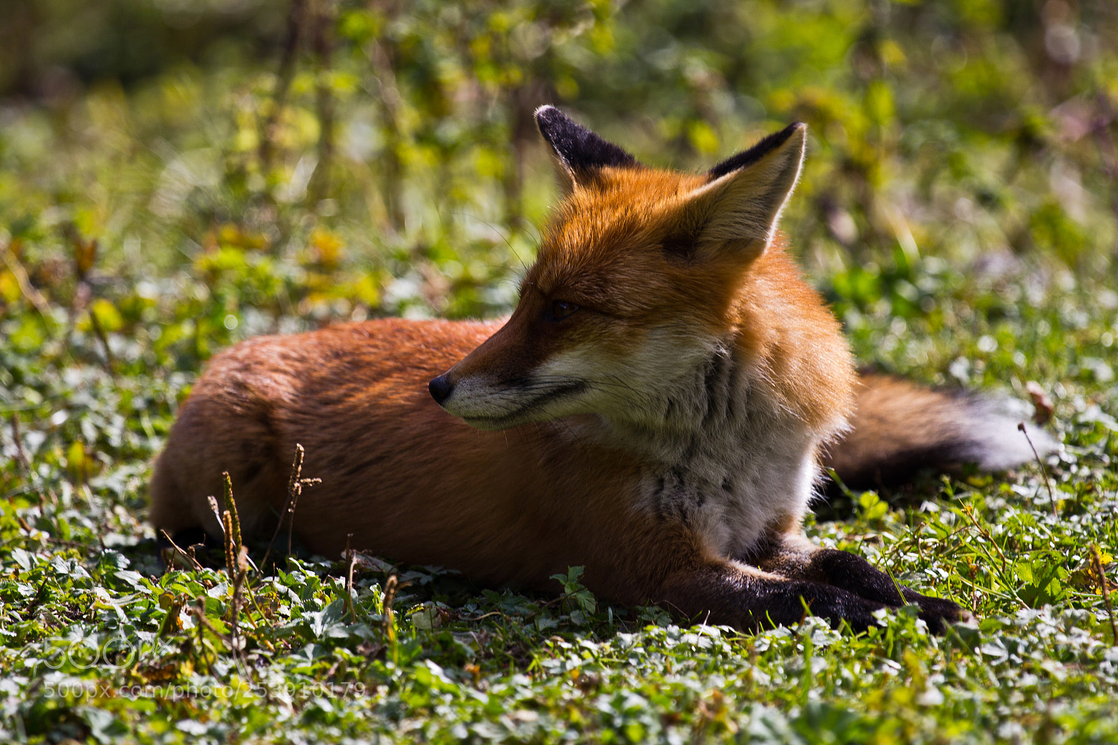 Canon EOS 60D sample photo. What does the fox photography