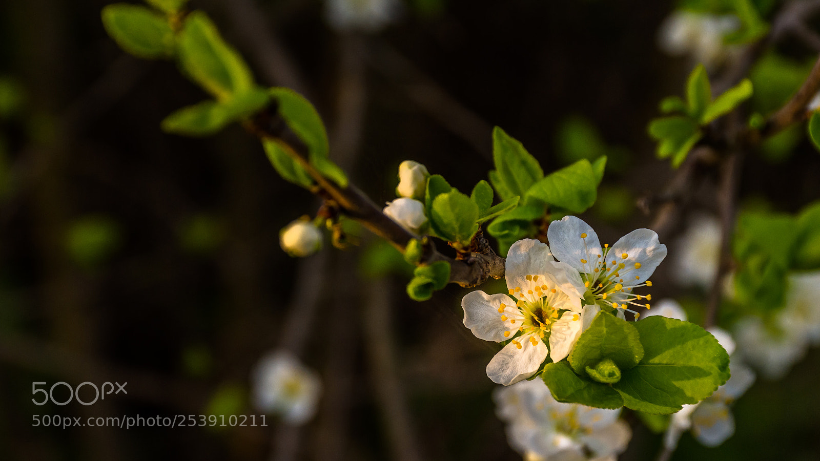 Nikon D7200 sample photo. Spring time photography