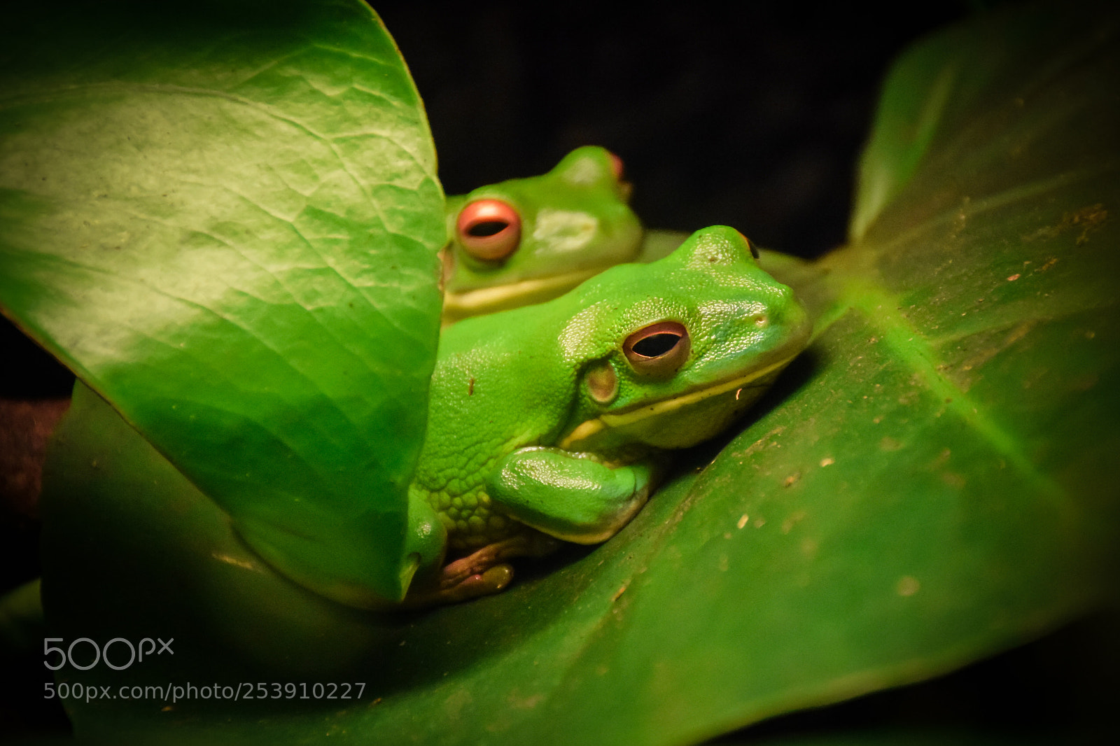 Nikon D3300 sample photo. Frog photography