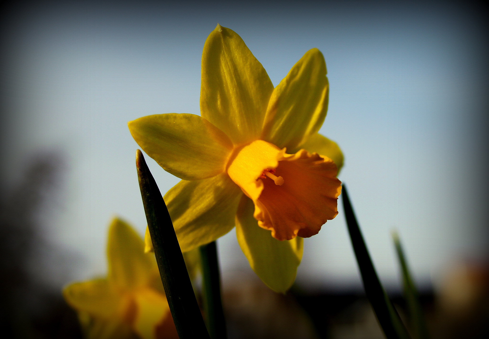 Canon EF-S 18-55mm F3.5-5.6 II sample photo. Spring is here. photography