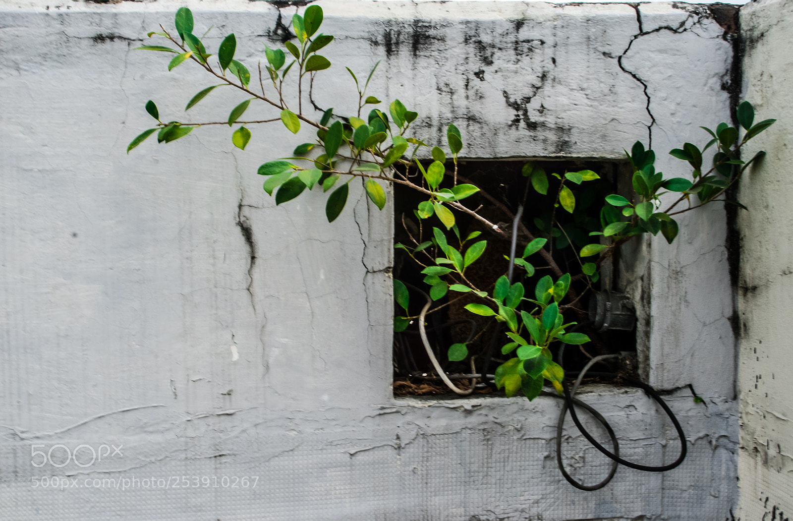 Nikon D5500 sample photo. Planta desobediente (stuborn) photography