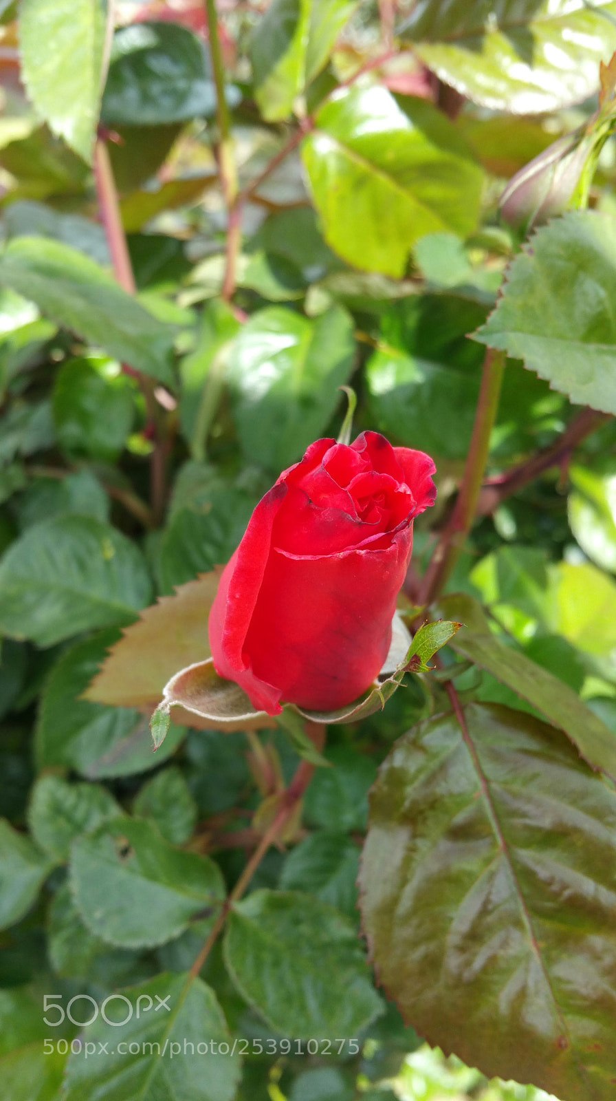 Samsung Galaxy Note4 sample photo. Red rose red rose photography
