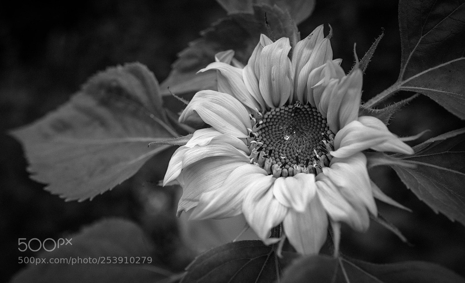 Sony a7R sample photo. Sunflower b/w photography