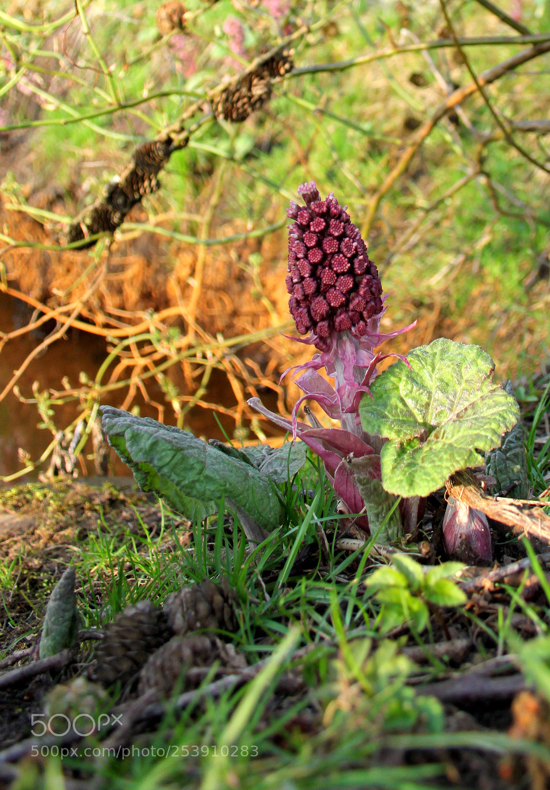 Canon EOS 500D (EOS Rebel T1i / EOS Kiss X3) sample photo. Spring is here. photography