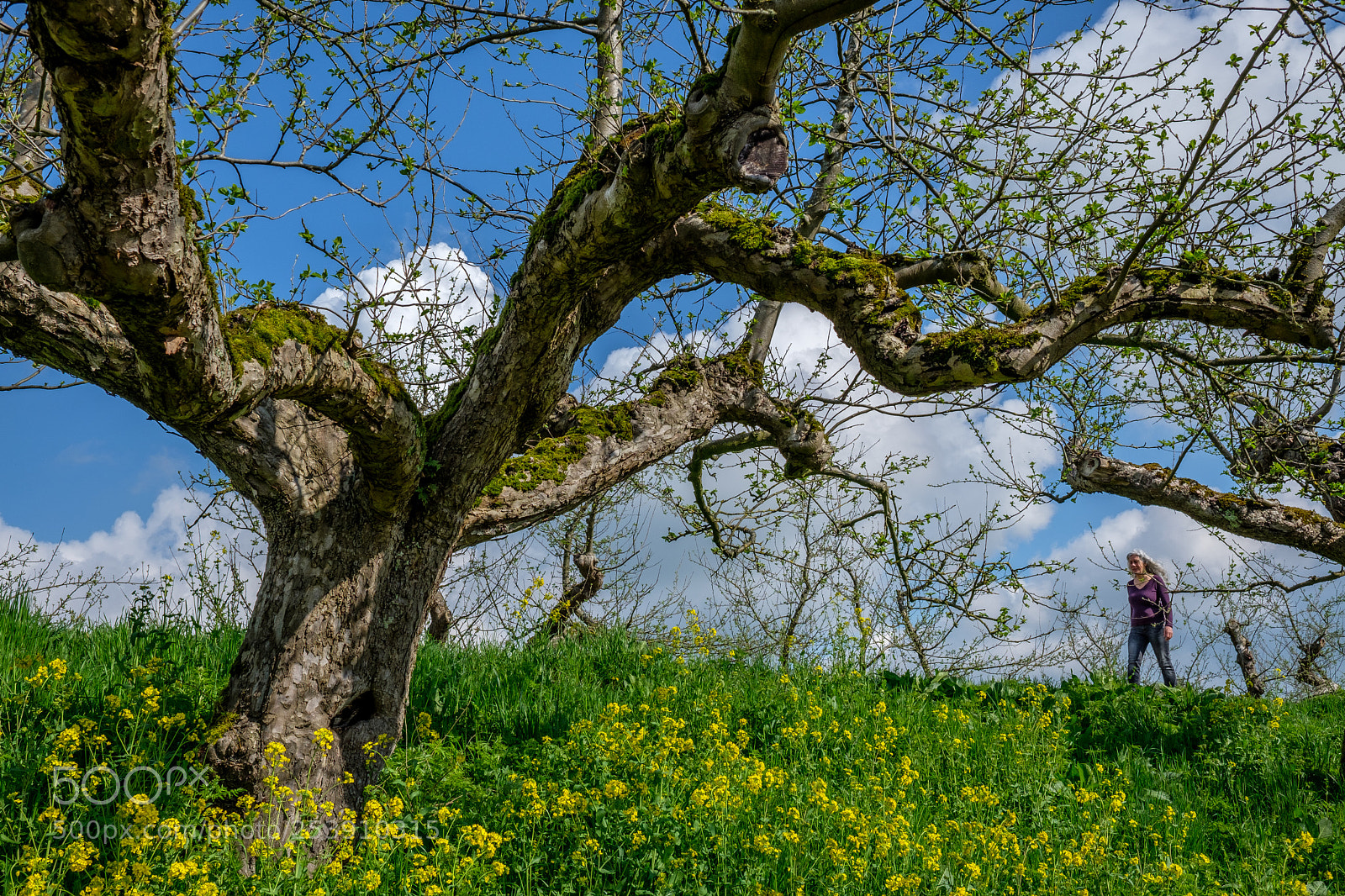 Fujifilm X-T2 sample photo. Apple tree photography