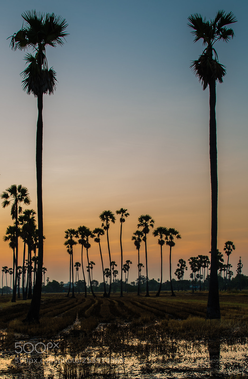 Nikon D610 sample photo. Sugar palm photography