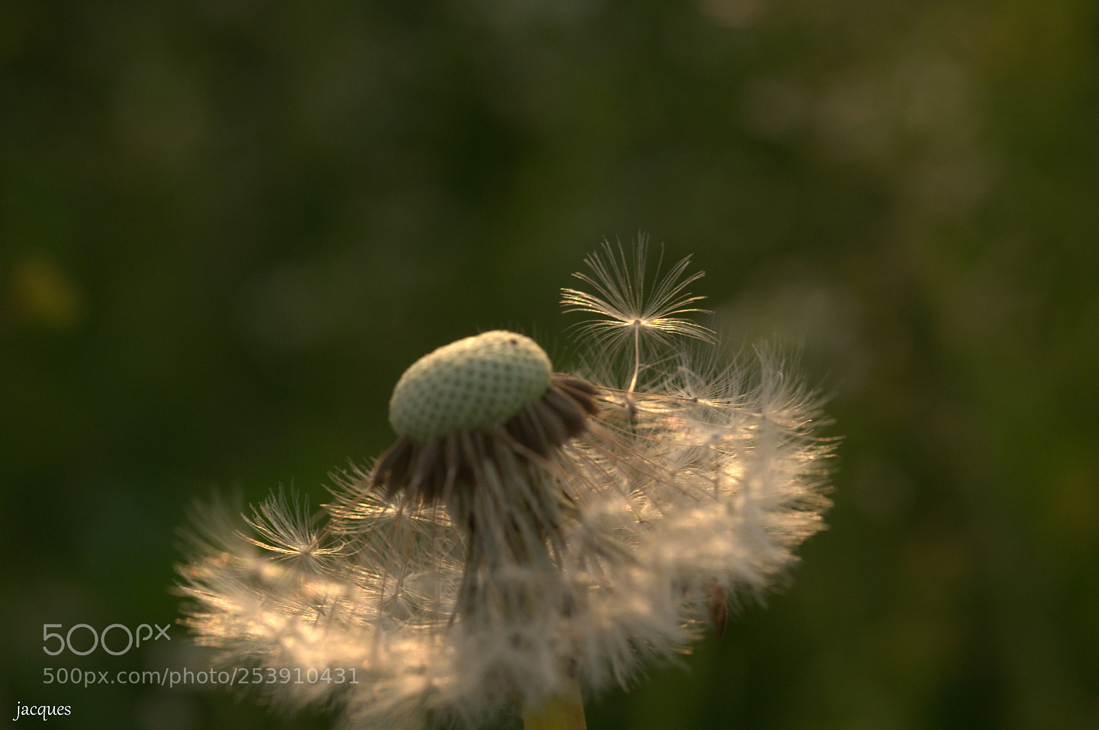 Nikon D300 sample photo. Dandelion photography