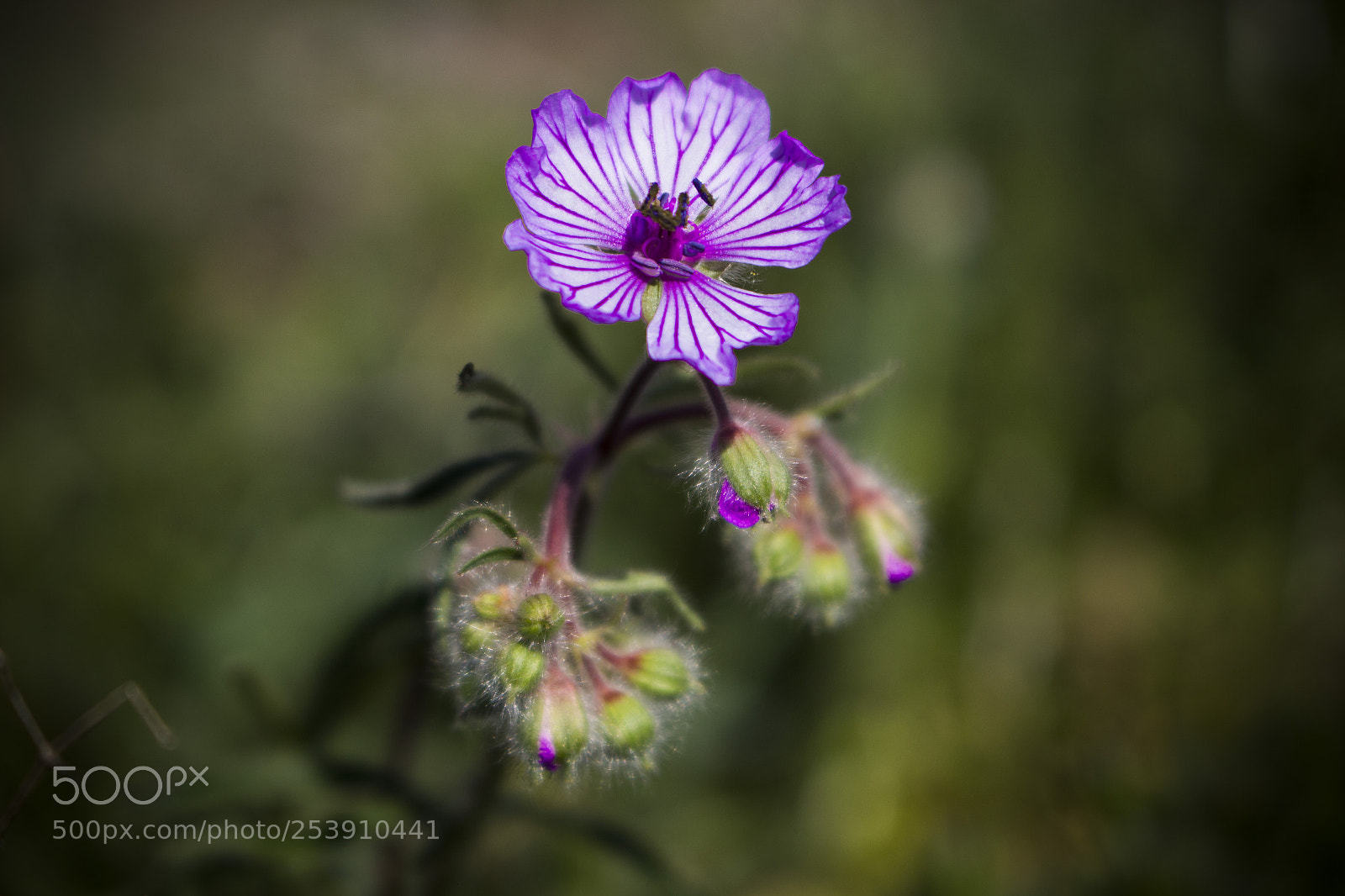 Canon EOS 100D (EOS Rebel SL1 / EOS Kiss X7) sample photo. Turnagagası / geranium macrostylum photography