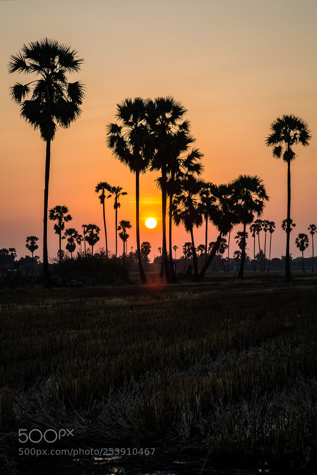 Nikon D610 sample photo. Sugar palm photography