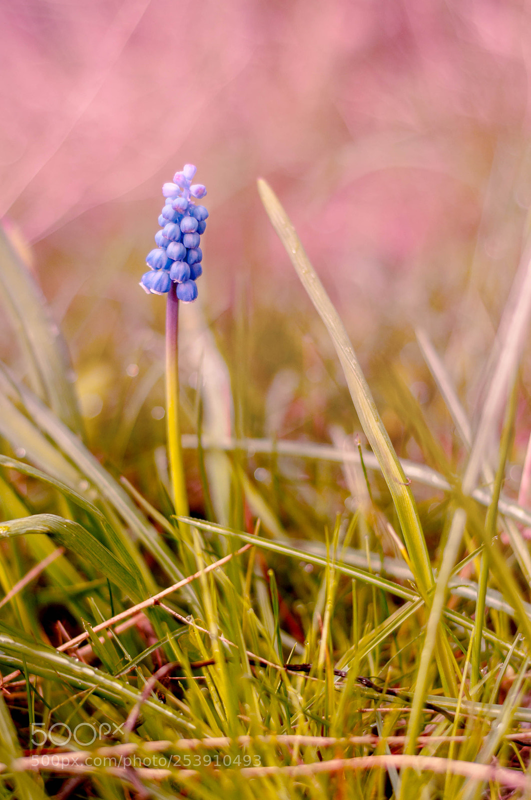 Nikon D90 sample photo. Springtime photography