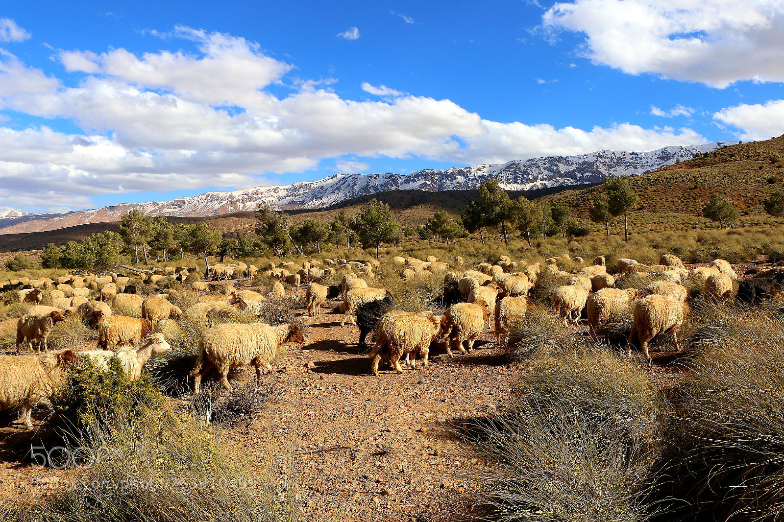 Canon EOS 70D sample photo. Flock of sheep in photography