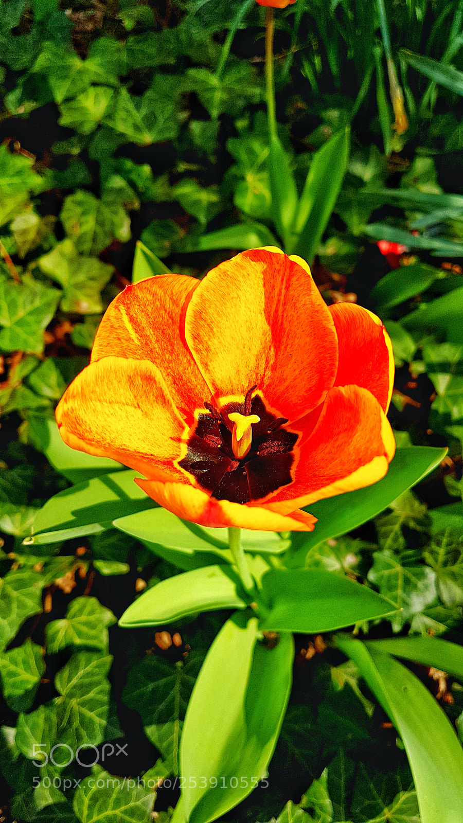 Samsung Galaxy S7 sample photo. Tulpe photography