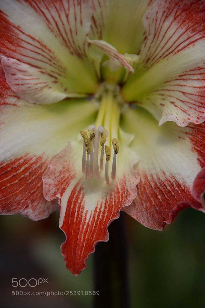 Nikon D7100 sample photo. Flower close up photography
