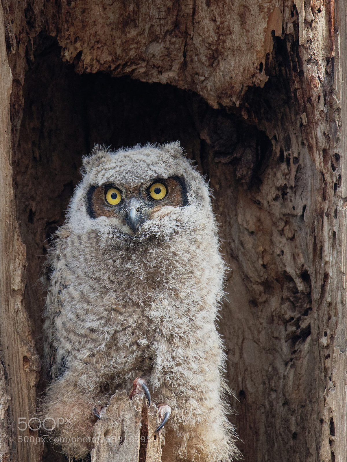 Olympus OM-D E-M1 Mark II sample photo. Owlet baby owl sits photography