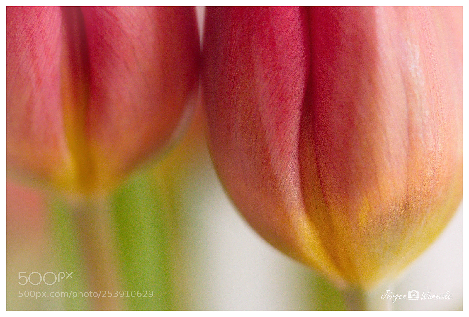 Canon EOS 70D sample photo. Tulips ii photography