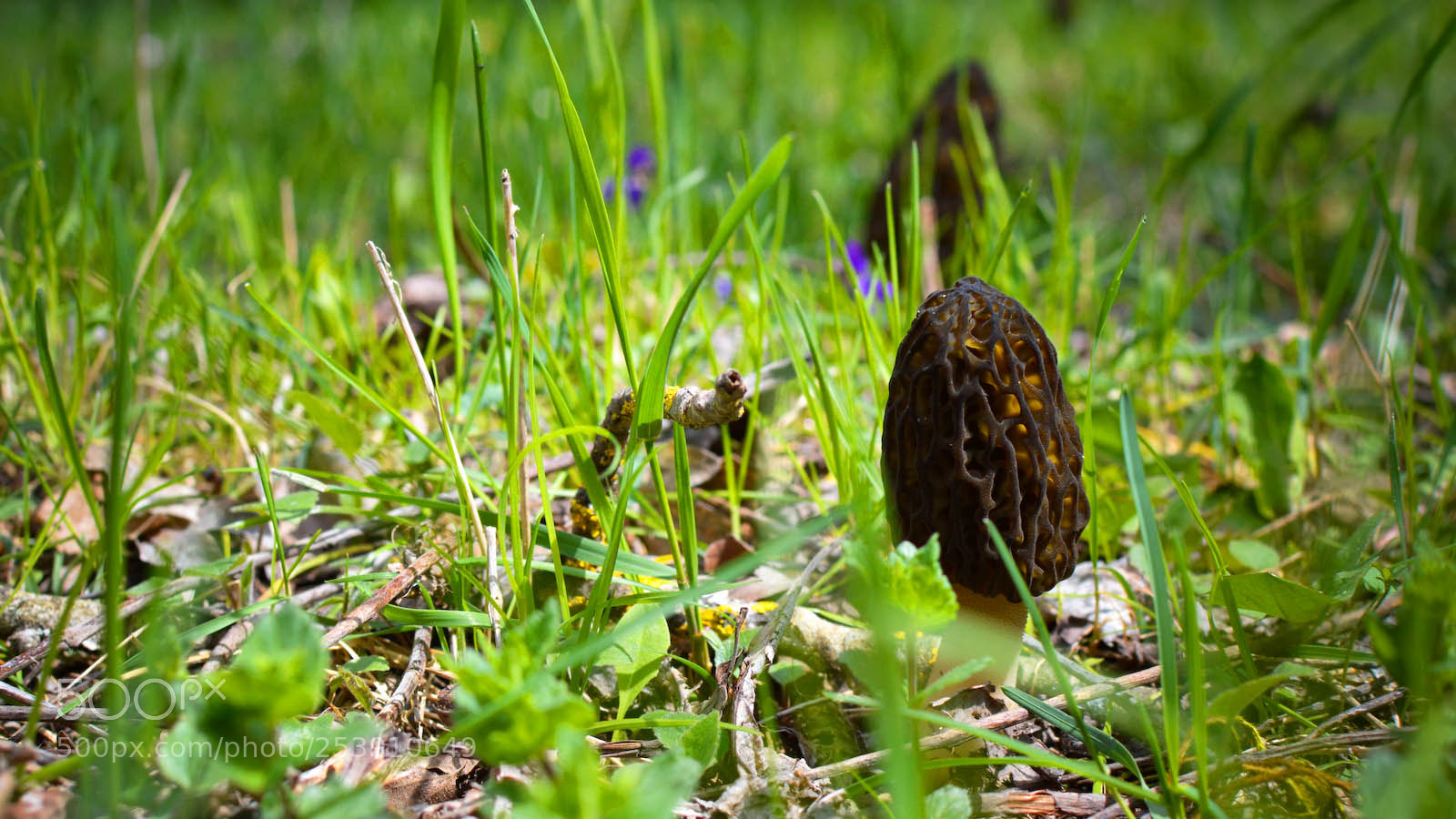 Nikon D3200 sample photo. Springtime photography