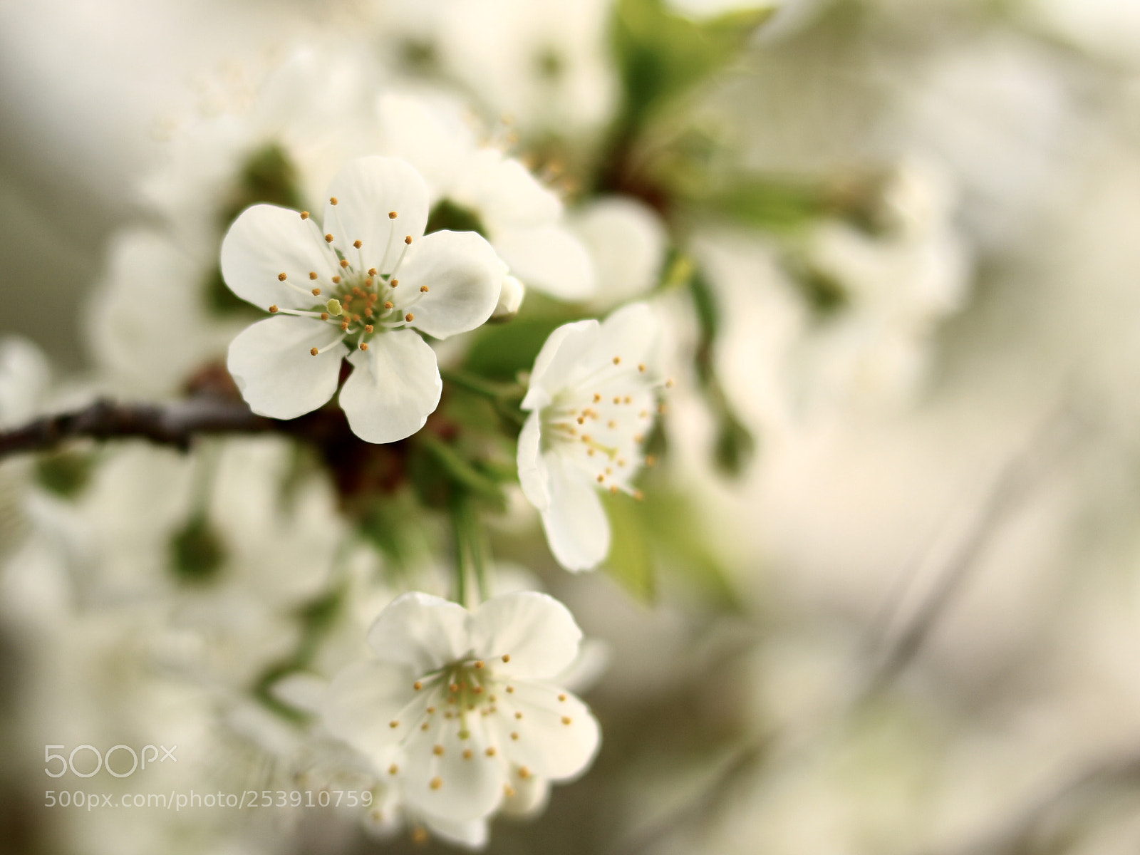 Canon EOS 750D (EOS Rebel T6i / EOS Kiss X8i) sample photo. Untitled photography