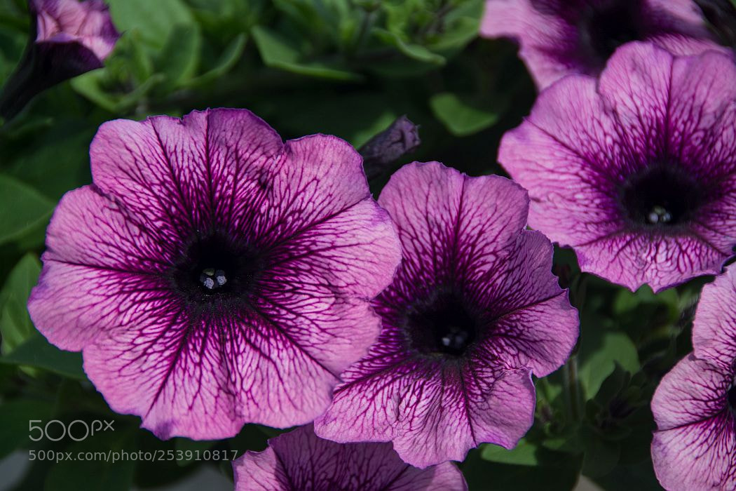 Nikon D7100 sample photo. Purple flowers photography