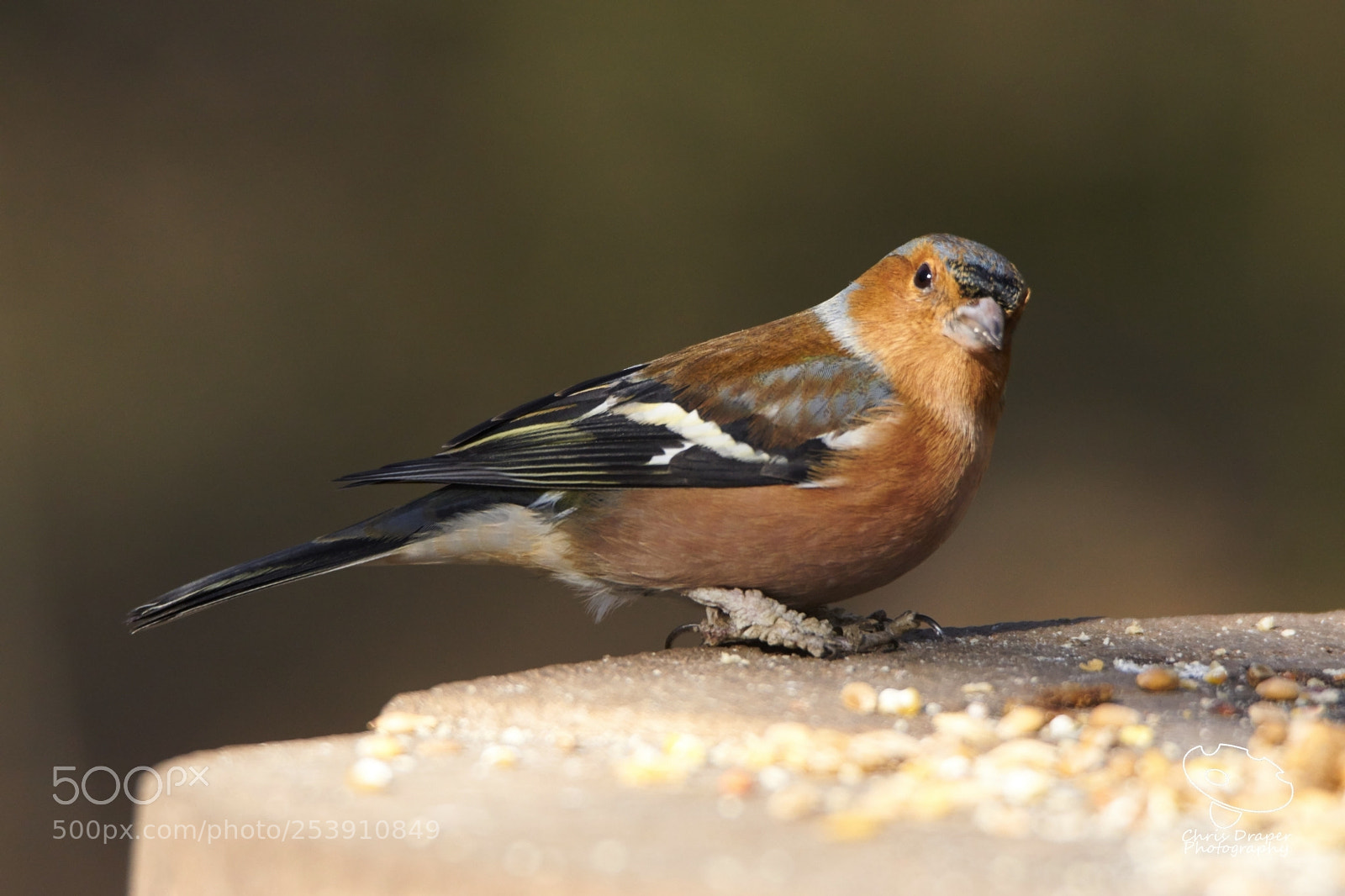 Sony ILCA-77M2 sample photo. Chaffinch photography