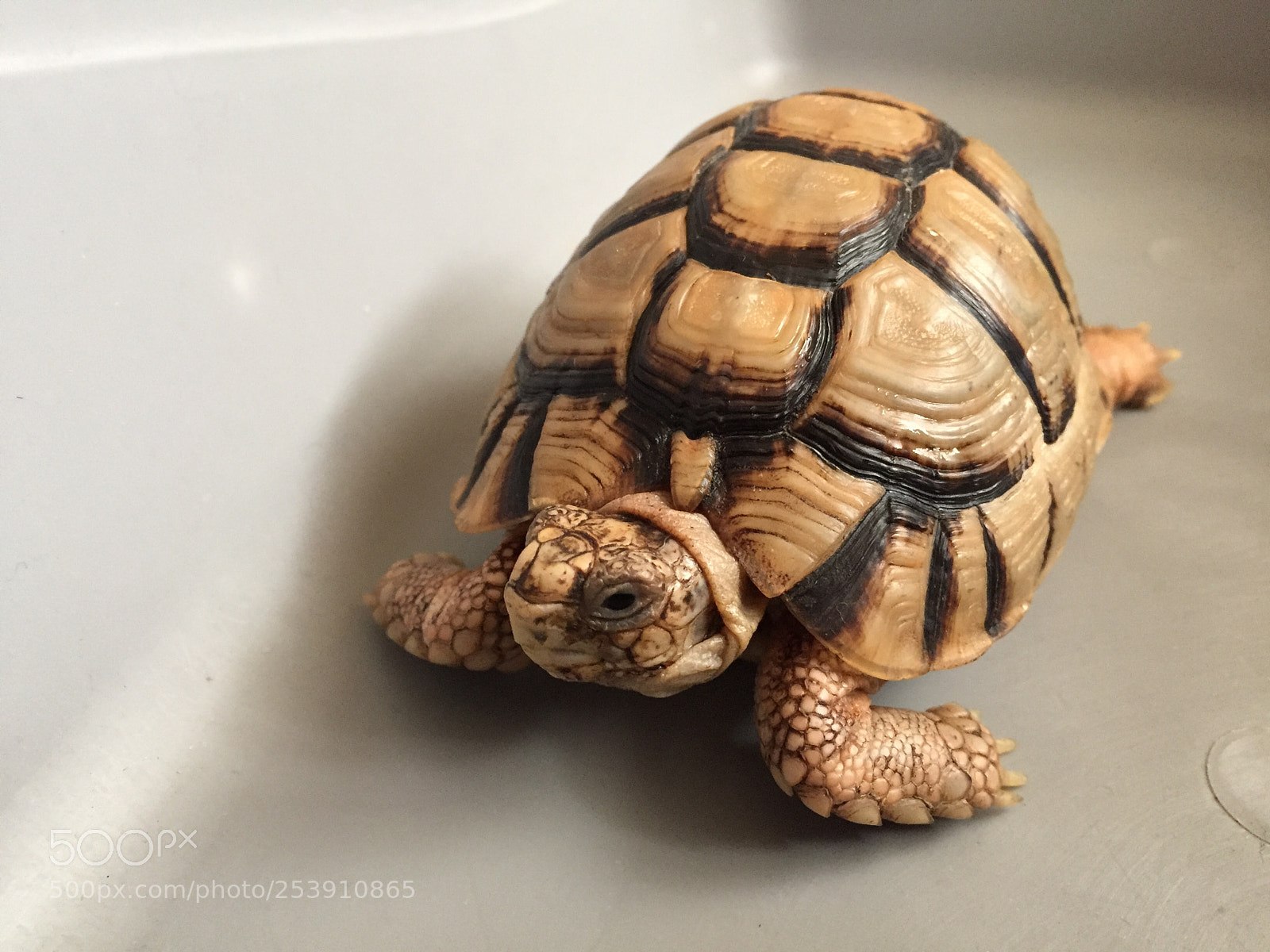 Apple iPhone 6 sample photo. Fluffy  photography