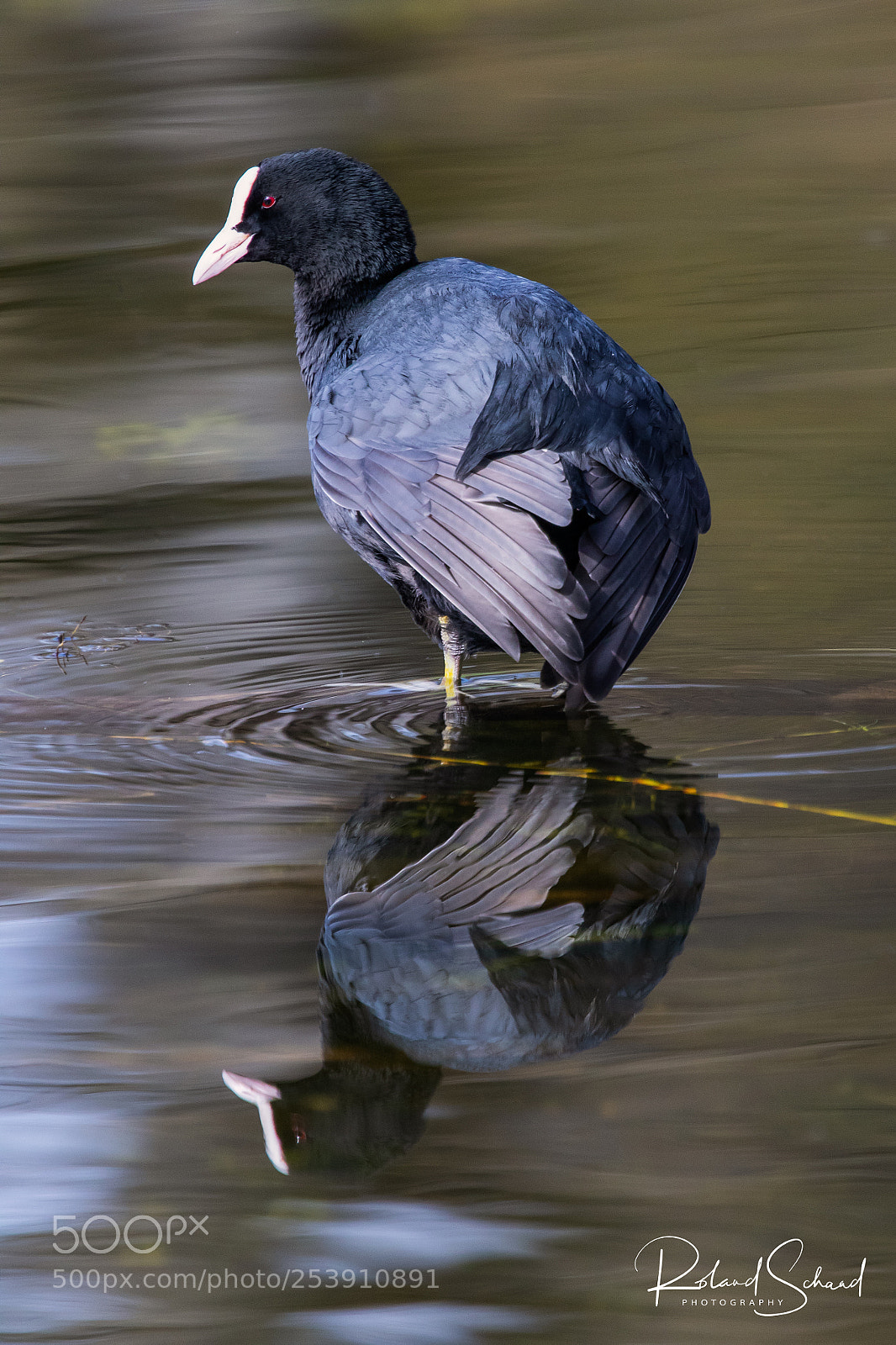 Canon EOS 7D Mark II sample photo. Coot on mirror photography