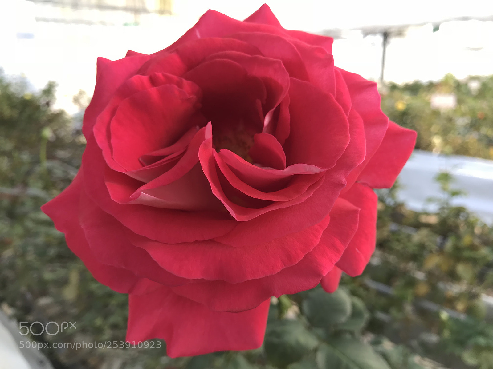 Apple iPhone 7 Plus sample photo. Princess kanoya photography