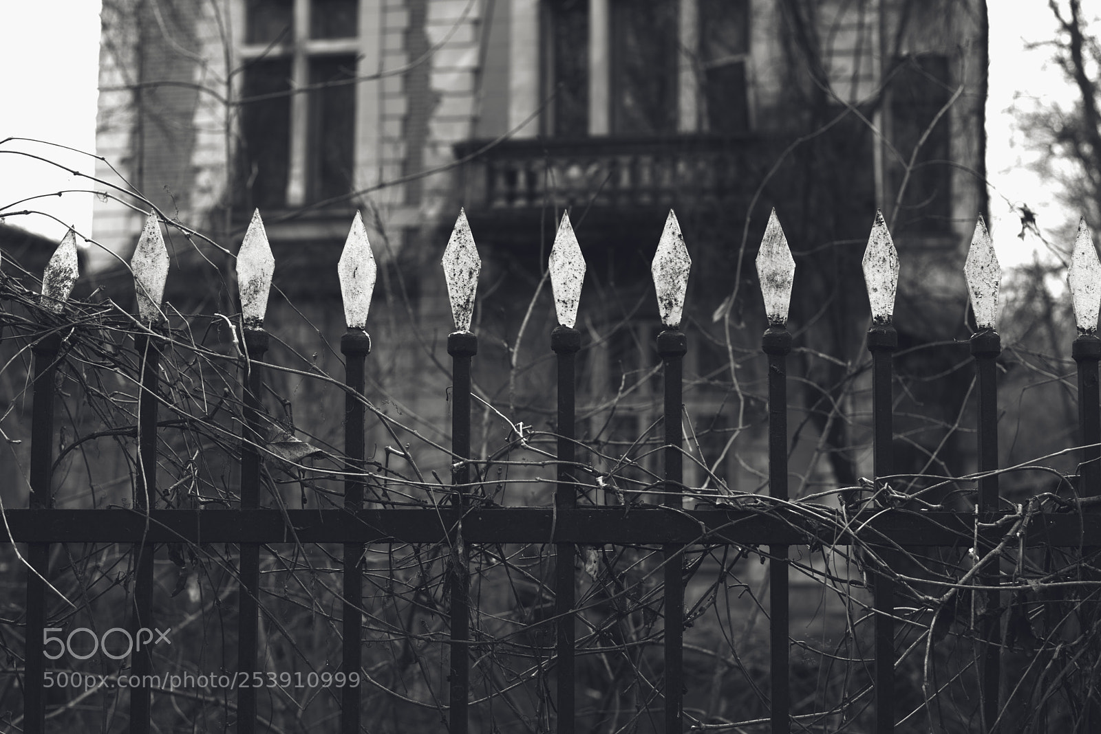 Nikon D610 sample photo. The fence.. photography