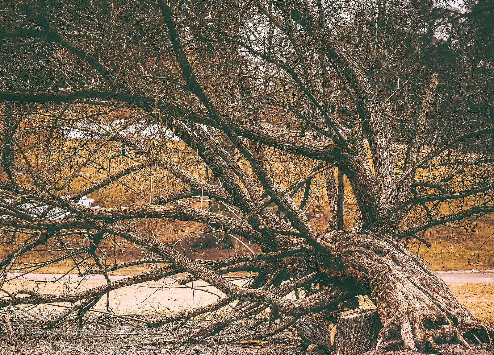Canon EOS 5D Mark II sample photo. Fallen tree photography