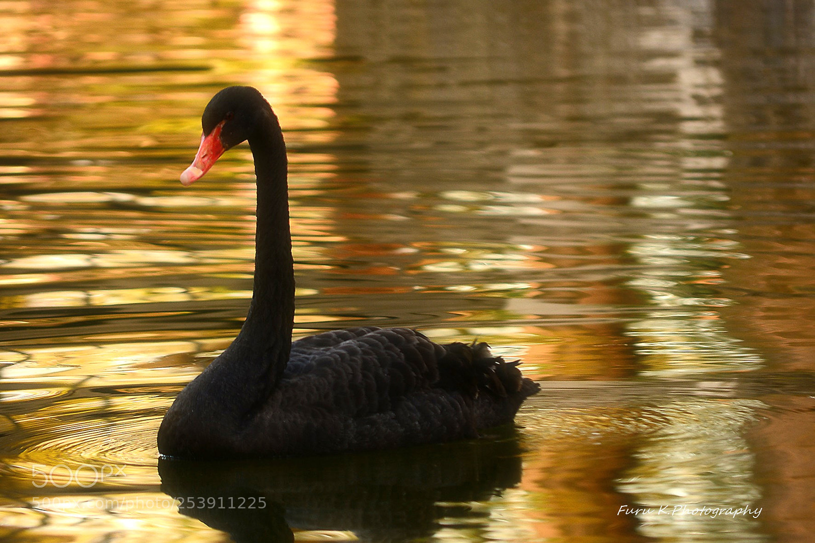 Nikon D7100 sample photo. Black swan photography