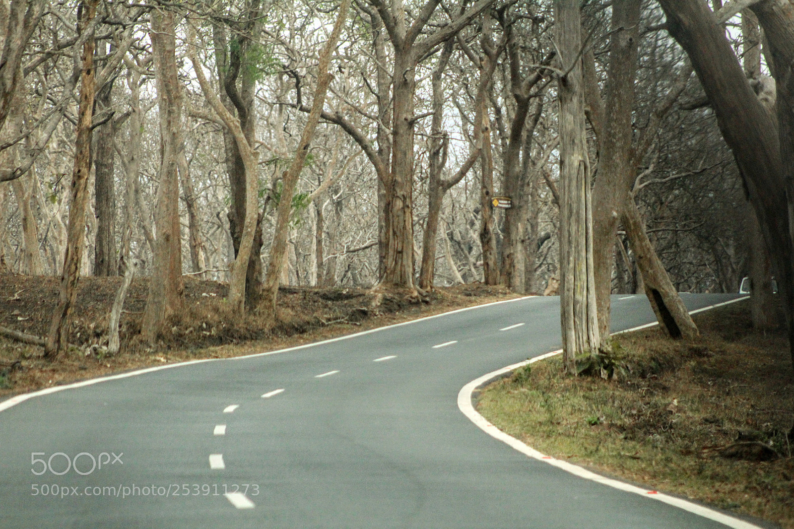 Canon EOS 1300D (EOS Rebel T6 / EOS Kiss X80) sample photo. Dry forest road photography