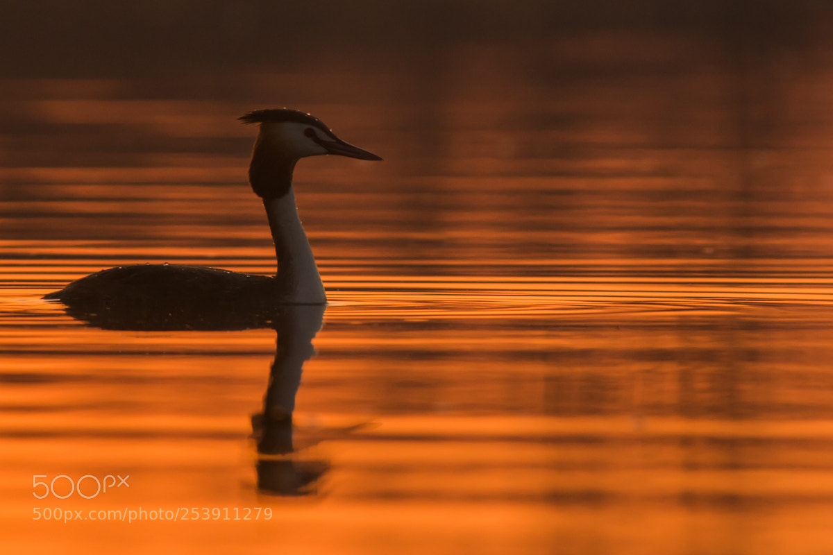 Nikon D7100 sample photo. Great crested grebe photography