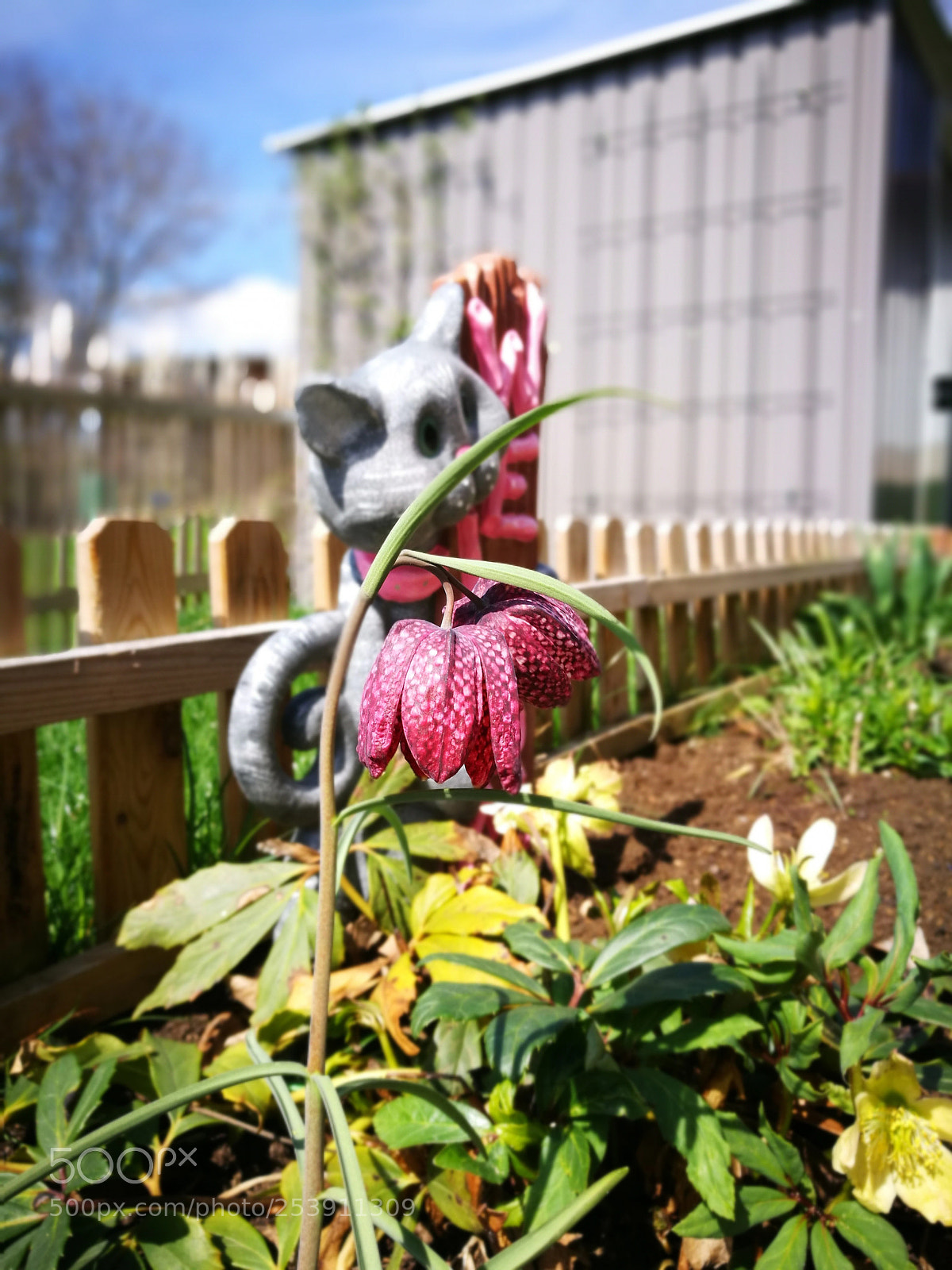 HUAWEI P9 sample photo. Schachbrettblume photography