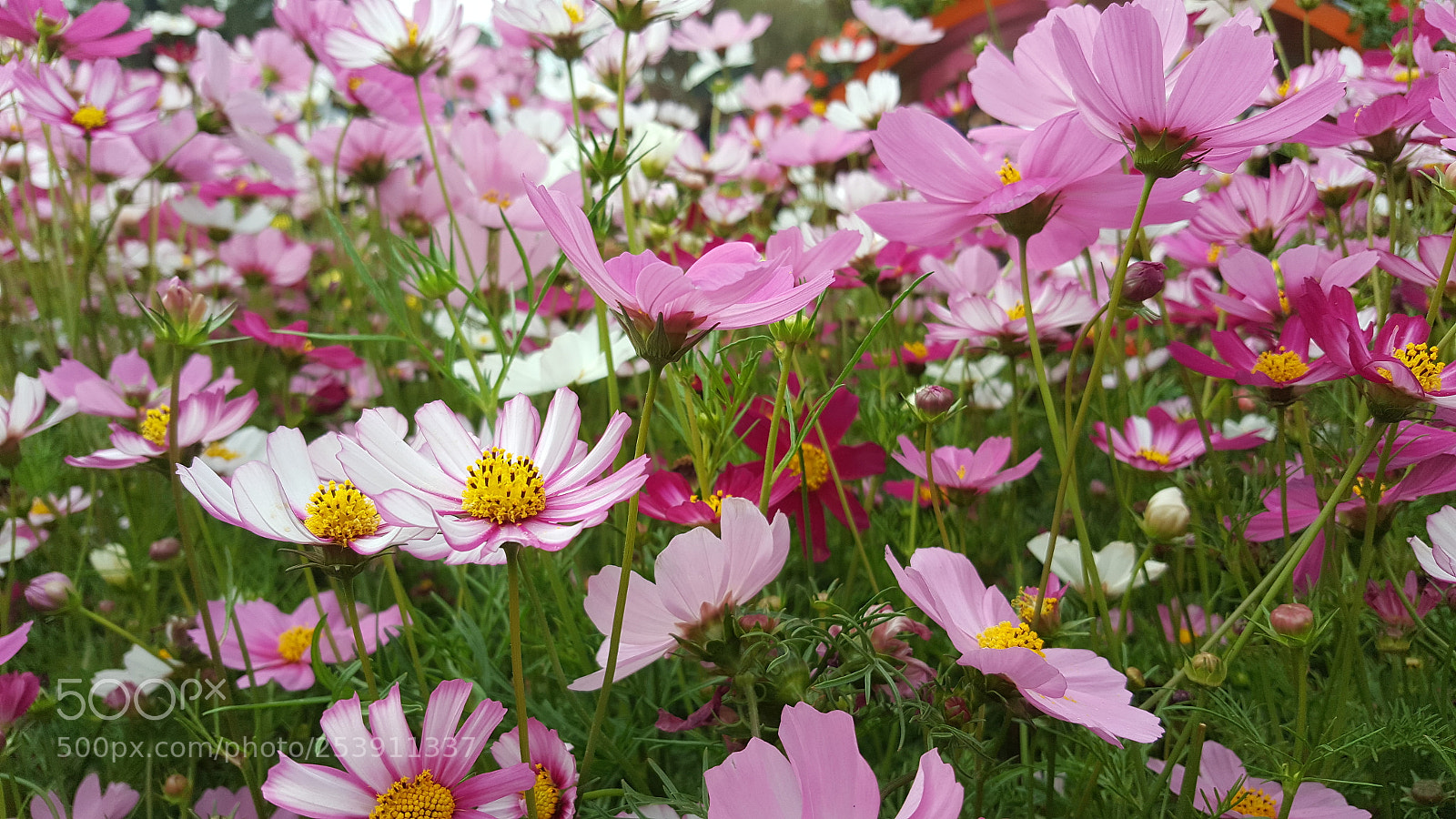Samsung Galaxy Note5 sample photo. Untitled photography